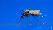 Radar Tags Reveal How Mosquitoes Move Through Wild Landscapes