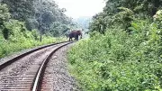 Railway Employee Mauled by Elephant in Jharkhand, Critical