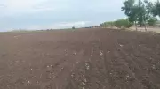 Rain Failure Leads to Crop Loss for Farmers in Karnataka's Chitradurga