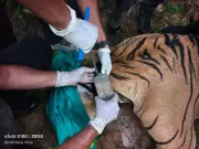 Rajasthan's first scientific tiger rewilding project nears completion with radio-collared male tiger