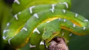 Rare and Unique Snakes of the Amazon Rainforest: A Deep Dive