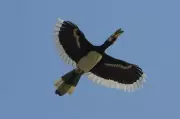 Rare Hornbill's Surrogate Parenting in Delhi's Lodhi Garden Stuns Birdwatchers