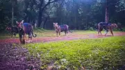 Rare Melanistic Tigress with Three Cubs Spotted in Odisha's Similipal Reserve