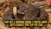 Rattlesnakes: Surprising Facts About These Misunderstood Reptiles