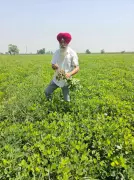 Retired teacher leads groundnut revival as water-saving crop in Punjab