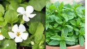 Reviving Forgotten Indian Herbs for Modern Kitchens