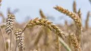 Rising Winter Temperatures Threaten India's Wheat Production