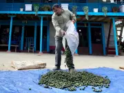 Rudraksha Farming in Nepal: Prosperity Meets Peril as Farmers Chase Chinese Market Demand