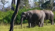 Safari Driver Provokes Elephant Near Bhadra Reserve, Probe Ordered After Video Goes Viral