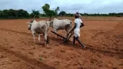 Scanty Rainfall Slows Kharif Sowing in Karnataka's Kolar District