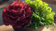 Scientists Turn Red Lettuce Green by Editing Its DNA, Boosting Nutrients