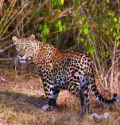 Second Leopard Attack in Satara Village Within a Month Injures Farmer
