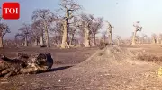 Senegal Mangrove Carbon Credits Called 'Ghost Carbon' by Researchers