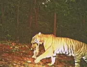 Similipal Tiger Reserve Installs 20 Camera Traps to Monitor Tigress Zeenat and Cubs