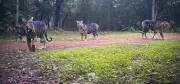 Similipal Tiger Reserve Shares Rare Photo of Melanistic Tigress and Cubs