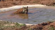 Similipal Tiger Translocation Success Paves Way for Second Phase