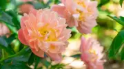 Simple gardening tricks to keep peonies from flopping over after bloom