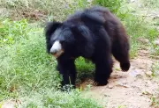 Sloth Bears Aid Forest Regeneration by Dispersing Seeds, Study Finds