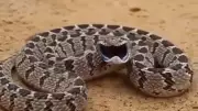 Snake video goes viral for hilarious expressions, leaves netizens in splits