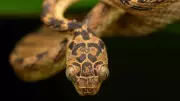 Snakes of Western Ghats: A World of Diversity and Conservation Needs