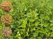 Soybean emerges as key alternative to break paddy-wheat cycle: PAU experts