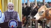 SP Muslim Leader Writes in Blood to Modi for 'Rashtra Mata' Status for Cow