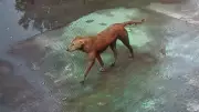 Stray Dog Bites 42 People in 10 Hours in Indore, Alert Issued