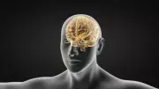 Stroke Increasingly Affecting Younger Indians Due to Lifestyle Changes