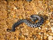 Study Finds Widespread Pathogens in Southeastern US Snakes, Pygmy Rattlesnakes Hardest Hit