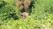 Study Reveals 1,653 Wild Elephant Deaths in India From 2009-2025