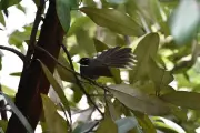 Sundari Trees in Kolkata Attract Rare White-Throated Fantail Birds