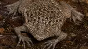 Surinam Toad: Unique Frog Carries Eggs on Its Back, Births Live Young