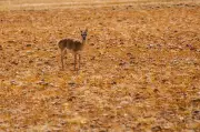 SUV seized for chasing endangered Tibetan Gazelle in Ladakh