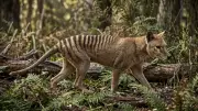 Tasmanian Tiger Not the Sheep Killer It Was Made Out to Be, Study Finds