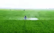 Telangana Govt Urges Farmers to Shift from Paddy to Less Water-Intensive Crops Amid El Nino Concerns