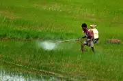 Tenant Farmers in Telangana Face Digital Barriers in Accessing Welfare Benefits