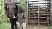 The Men Who Walk Beside Elephants in Karnataka's Forest Camps