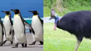 The Shocking Truth About Birds With Wings That Never Fly