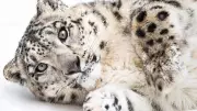 The Snow Leopard: Ghost of the Himalayas Facing Extinction Crisis