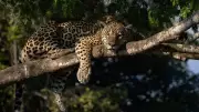 This Wild Cat Can Crush a Skull with One Bite: The Jaguar's Power
