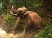 Three Injured in Two Wild Elephant Attacks in Kerala's Attappadi