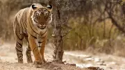 Tiger Attack Injures Farmer in Mysuru, Karnataka