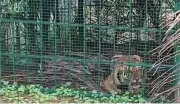 Tiger Trapped in Cage at Ex-MLA's Farm in Mysuru After Frequent Sightings