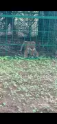 Tiger Trapped in Hunsur After Three-Week Operation, Villagers Relieved