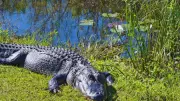 Top 5 US National Parks for Wildlife Lovers and Best Times to Visit