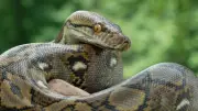 Top Heaviest Snakes in the World: Green Anaconda, African Rock Python, and More