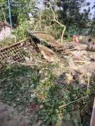 Tragedy in Sitamarhi: Tree falls on house, 5 of family dead