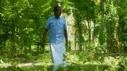 Tree-based agriculture boosts Cauvery basin farm incomes to Rs 3 lakh per acre