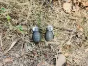 Two Arrested in Amritsar with Hand Grenades in Joint Anti-Terror Operation