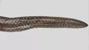 Two-Headed Snake Calamaria Incredibilis Discovered in China